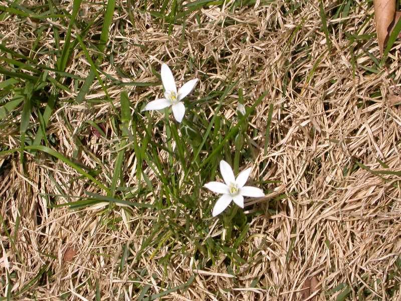 Can Dogs Eat Wild Garlic Leaves